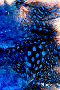 Pintade de Numidie - 3-6 cm - bleu
